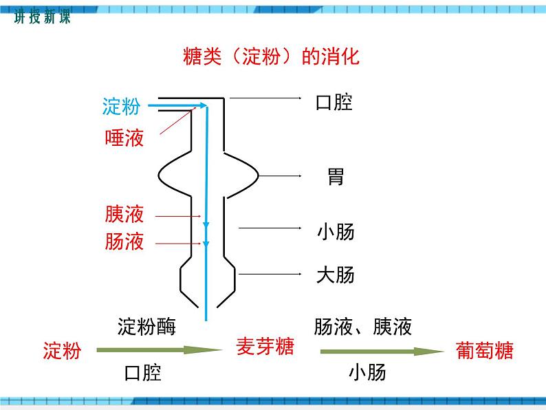 第二章人体的营养第二节消化和吸收第2课时食物的消化过程和营养物质的吸收课件第6页