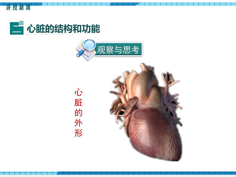 第四章人体内物质的运输第三节输送血液的泵——心脏第1课时心脏的结构和功能课件07