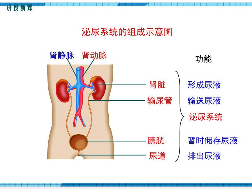 第五章人體內(nèi)廢物的排出課件第5頁