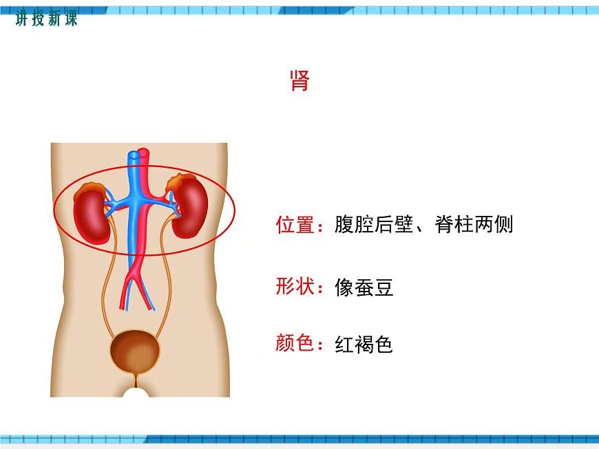 第五章人體內(nèi)廢物的排出課件第7頁