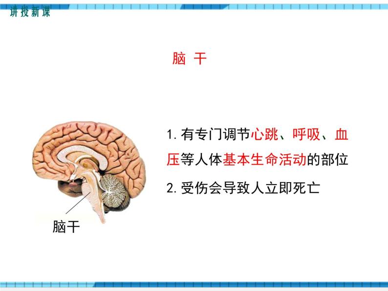 第12章人体的自我调节第1节神经系统与神经调节第1课时神经系统的组成及反射课件07