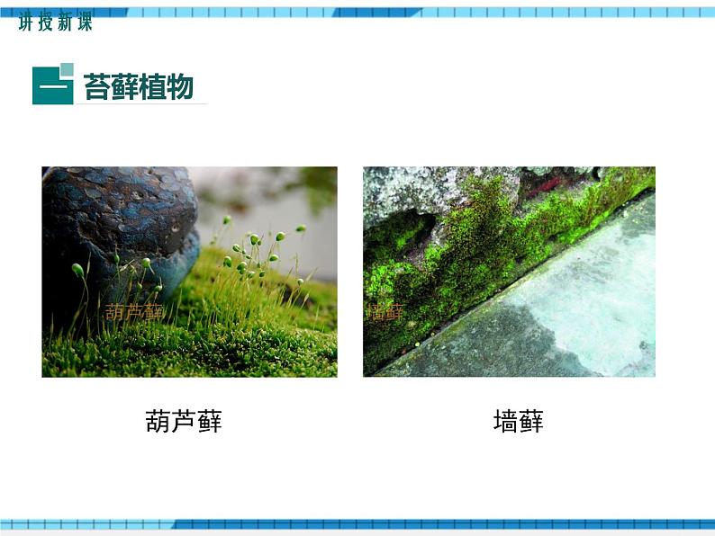 第22章物种的多样性第3节植物的主要类群第1课时苔藓植物和蕨类植物课件第6页