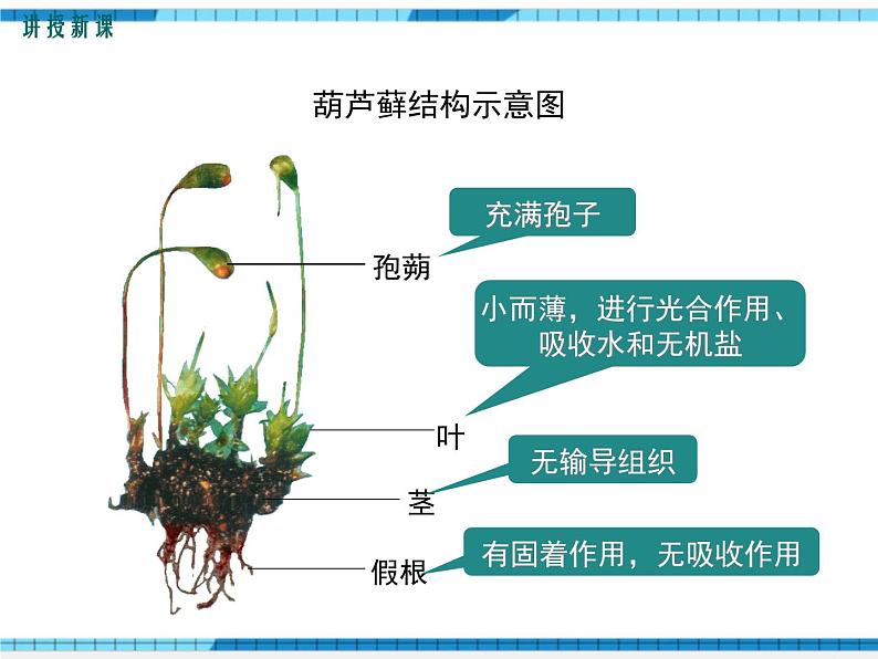 第22章物种的多样性第3节植物的主要类群第1课时苔藓植物和蕨类植物课件第8页