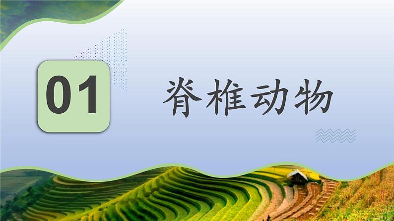 第十四章丰富多彩的生物世界第二节千姿百态的动物世界第2课时课件第4页