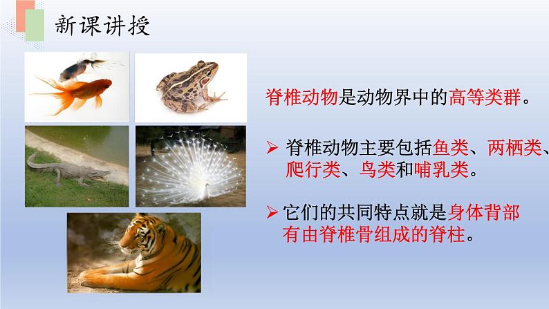 第十四章丰富多彩的生物世界第二节千姿百态的动物世界第2课时课件第5页