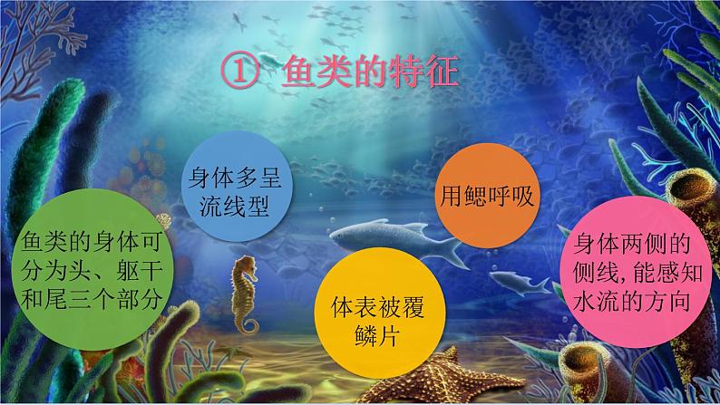 第十四章丰富多彩的生物世界第二节千姿百态的动物世界第2课时课件第6页