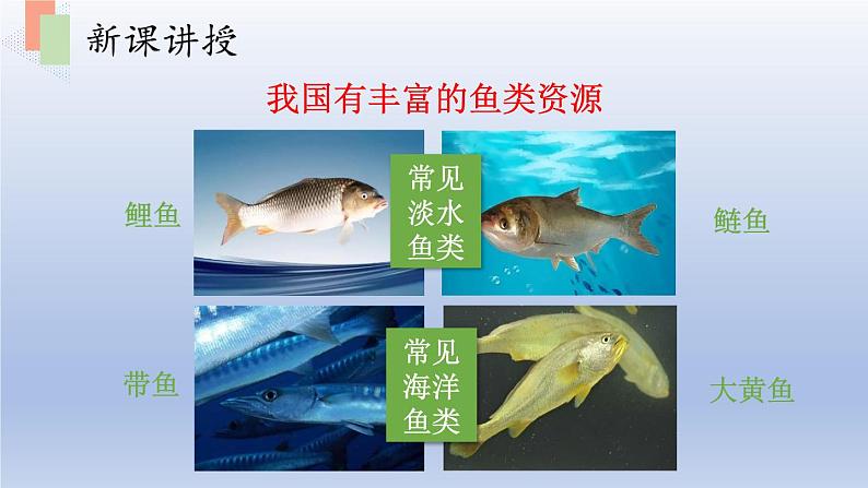 第十四章丰富多彩的生物世界第二节千姿百态的动物世界第2课时课件第7页