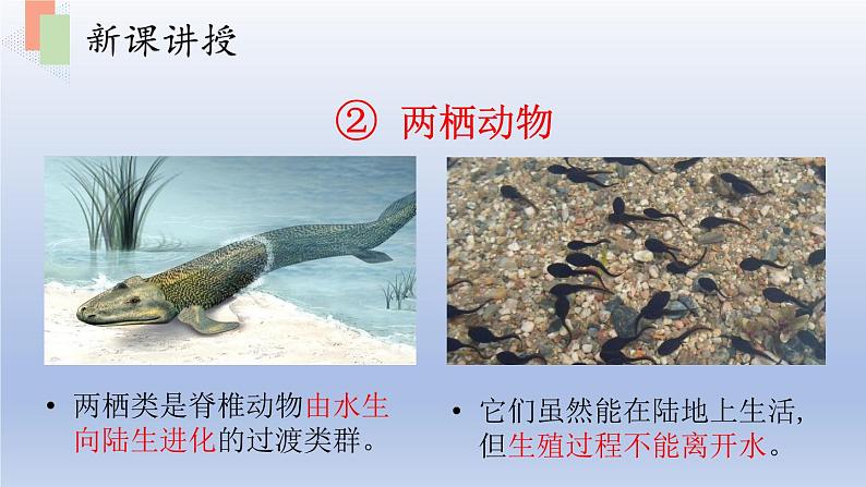 第十四章丰富多彩的生物世界第二节千姿百态的动物世界第2课时课件第8页