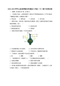 2022-2023学年山西省晋城市阳城县八年级（下）期中生物试卷（含解析）