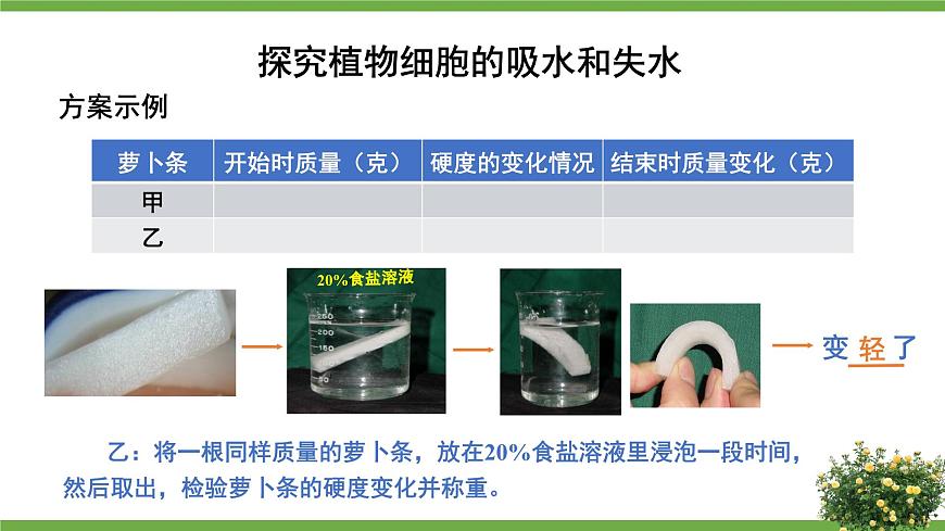 北師大版七年級(jí)生物上冊(cè)課件 5.3 吸收作用第5頁(yè)