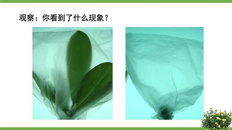 北师大版七年级生物上册课件 5.4 蒸腾作用04