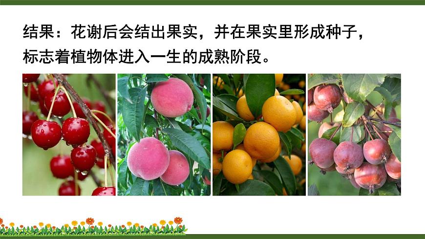 第3節(jié) 生殖器官的生長(zhǎng)第4頁(yè)