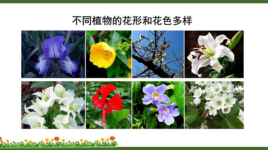 第3節(jié) 生殖器官的生長(zhǎng)第5頁(yè)
