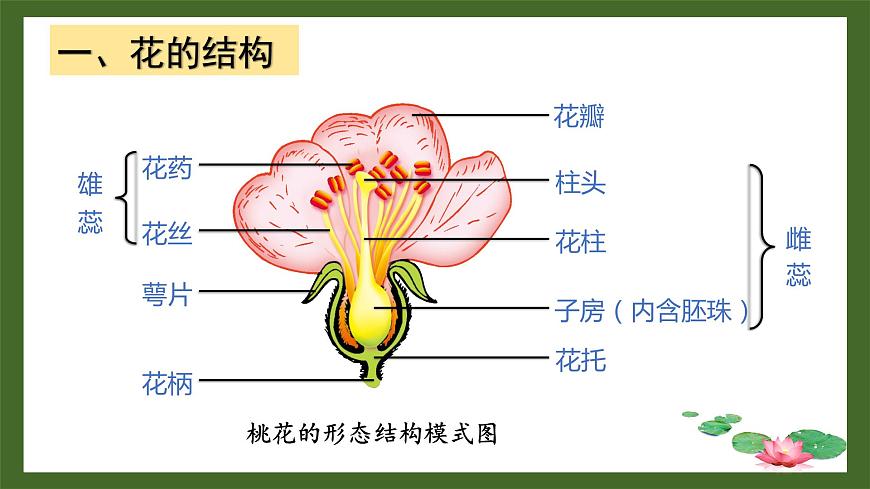 第3節(jié) 生殖器官的生長(zhǎng)第7頁(yè)
