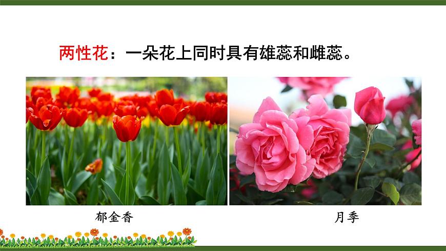 第3節(jié) 生殖器官的生長(zhǎng)第8頁(yè)