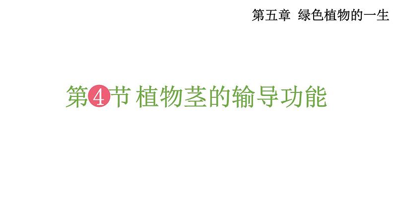 5.4 植物茎的输导功能 (课件)苏教版生物七年级上册01