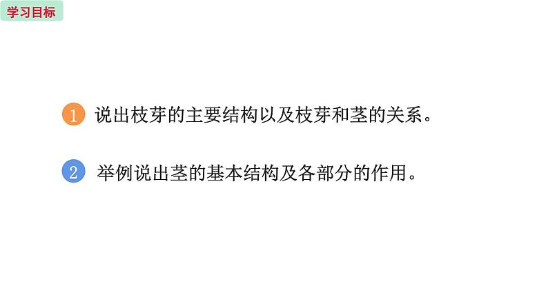 5.4 植物茎的输导功能 (课件)苏教版生物七年级上册02