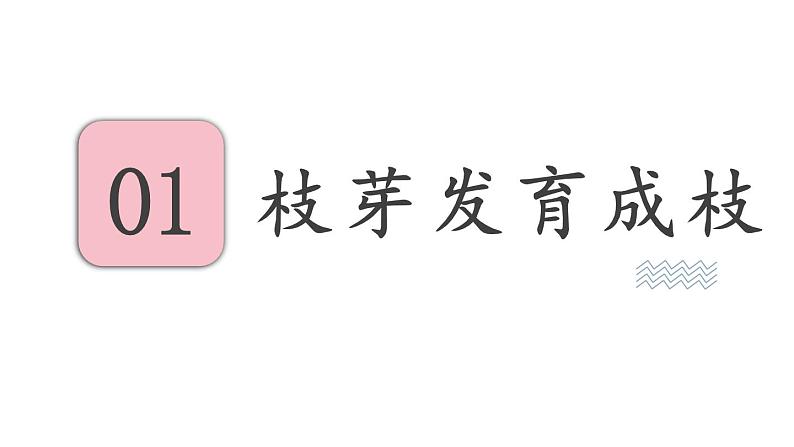 5.4 植物茎的输导功能 (课件)苏教版生物七年级上册03