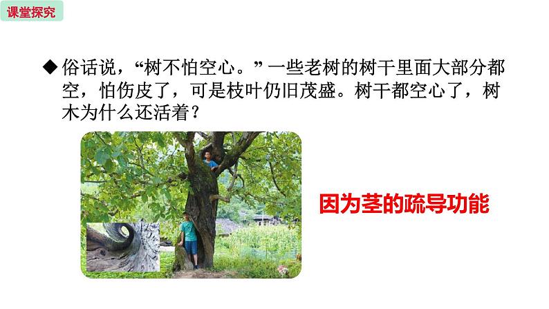 5.4 植物茎的输导功能 (课件)苏教版生物七年级上册04