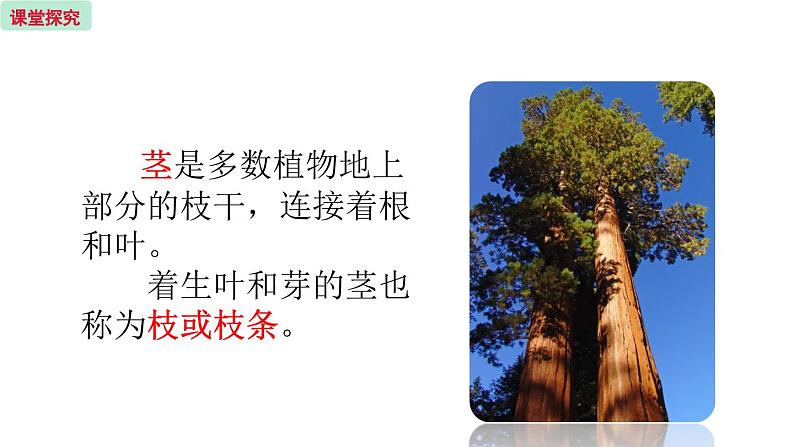 5.4 植物茎的输导功能 (课件)苏教版生物七年级上册05
