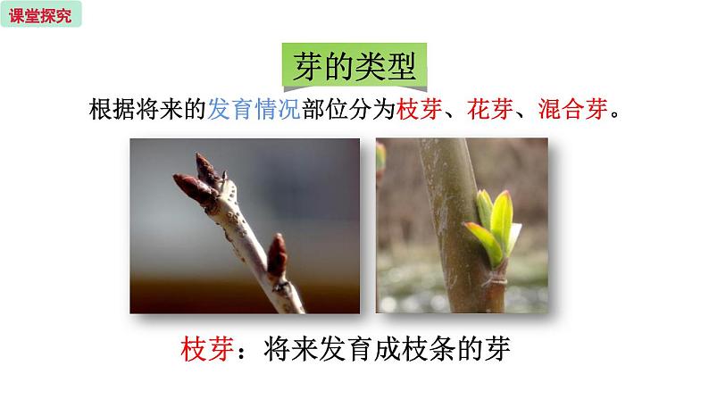 5.4 植物茎的输导功能 (课件)苏教版生物七年级上册06