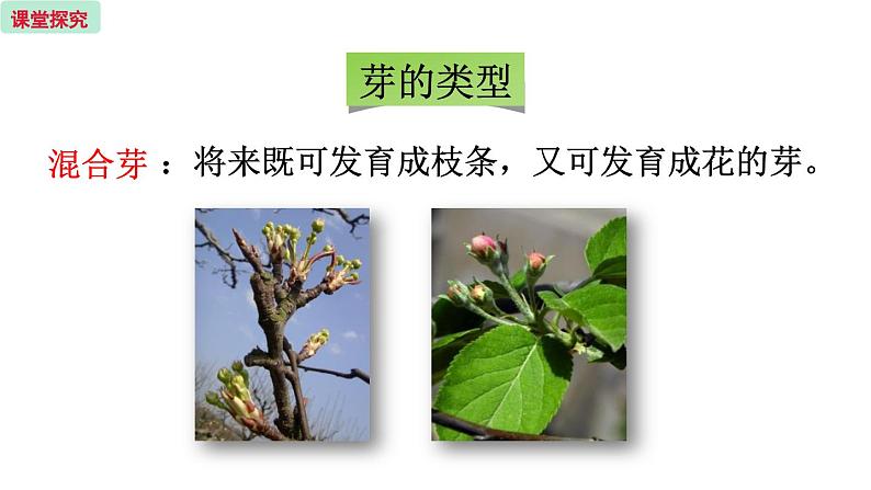 5.4 植物茎的输导功能 (课件)苏教版生物七年级上册08