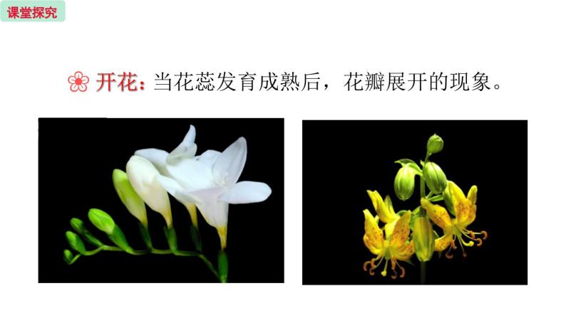 5.5 植物的开花和结果  （课件）苏教版生物七年级上册05
