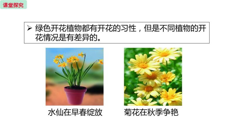 5.5 植物的开花和结果  （课件）苏教版生物七年级上册06