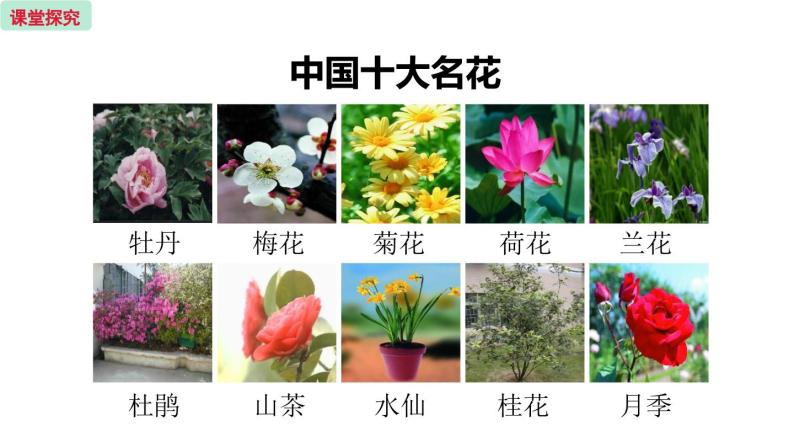 5.5 植物的开花和结果  （课件）苏教版生物七年级上册07