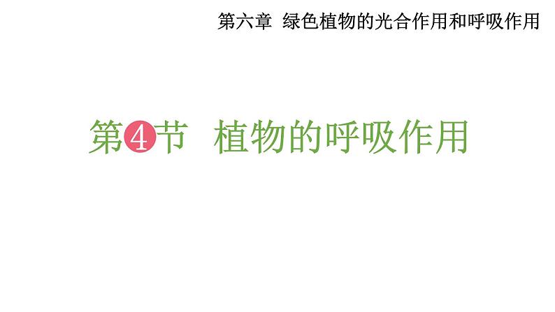 6.4 植物的呼吸作用 (课件)苏教版生物七年级上册01