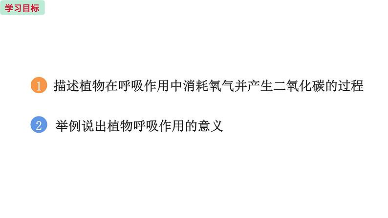 6.4 植物的呼吸作用 (课件)苏教版生物七年级上册02