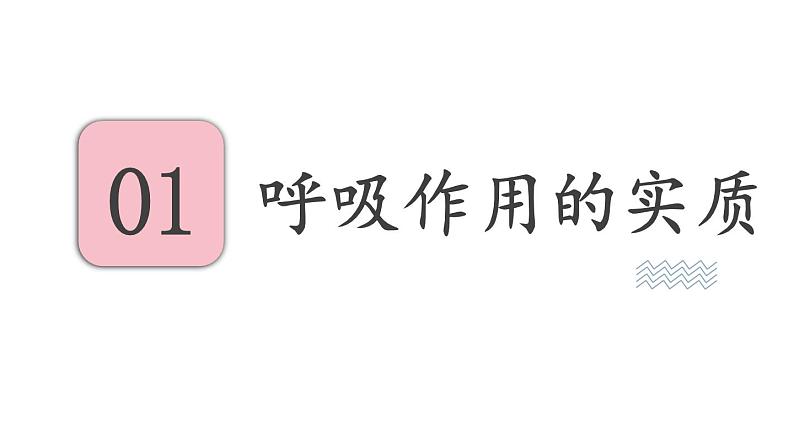 6.4 植物的呼吸作用 (课件)苏教版生物七年级上册03