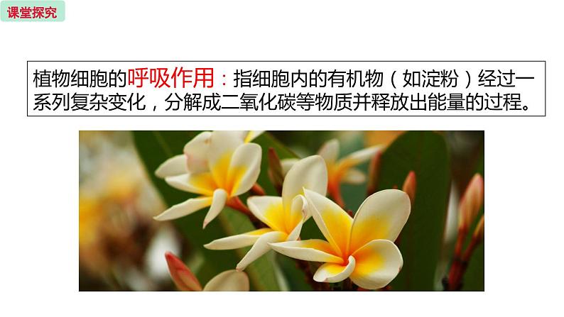 6.4 植物的呼吸作用 (课件)苏教版生物七年级上册04