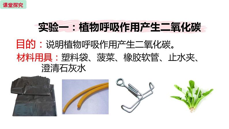 6.4 植物的呼吸作用 (课件)苏教版生物七年级上册05