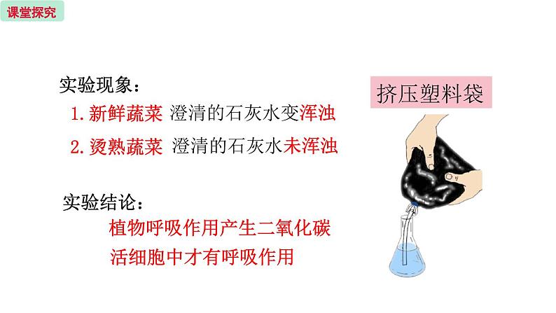 6.4 植物的呼吸作用 (课件)苏教版生物七年级上册07