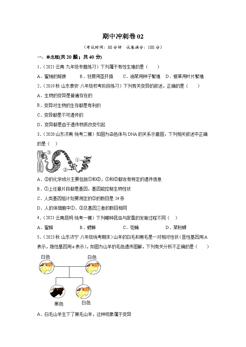 期中卷02-2022-2023学年八年级生物下学期期中期末复习知识梳理+冲刺卷(人教版)01