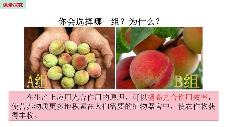 6.5 光合作用和呼吸作用的原理 (课件)苏教版生物七年级上册第5页