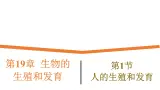 19.1《人的生殖和发育》課件