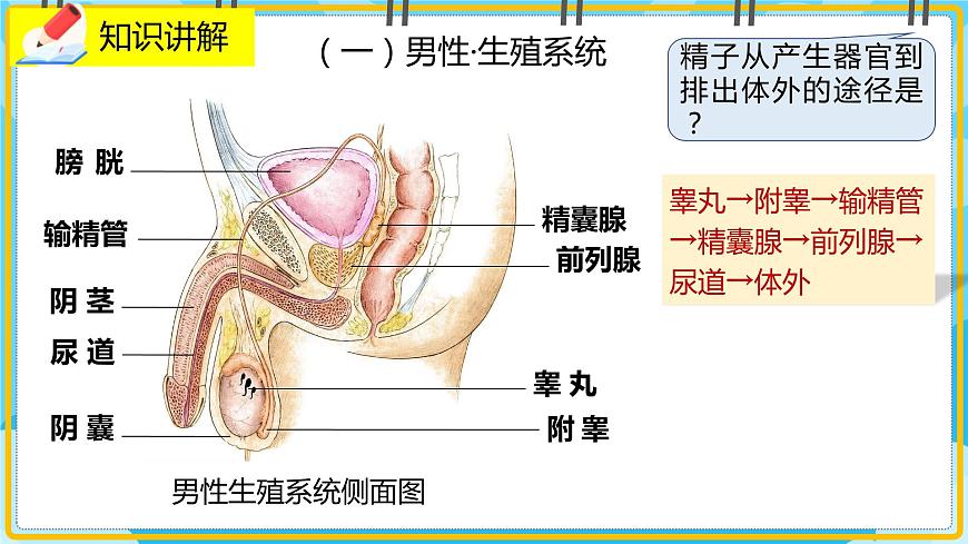 19.1《人的生殖和發(fā)育》課件第4頁(yè)