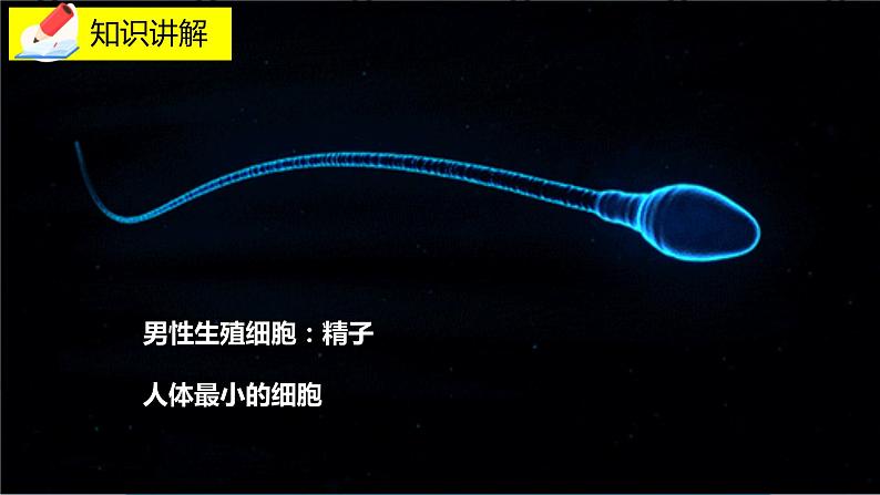 19.1《人的生殖和发育》课件08
