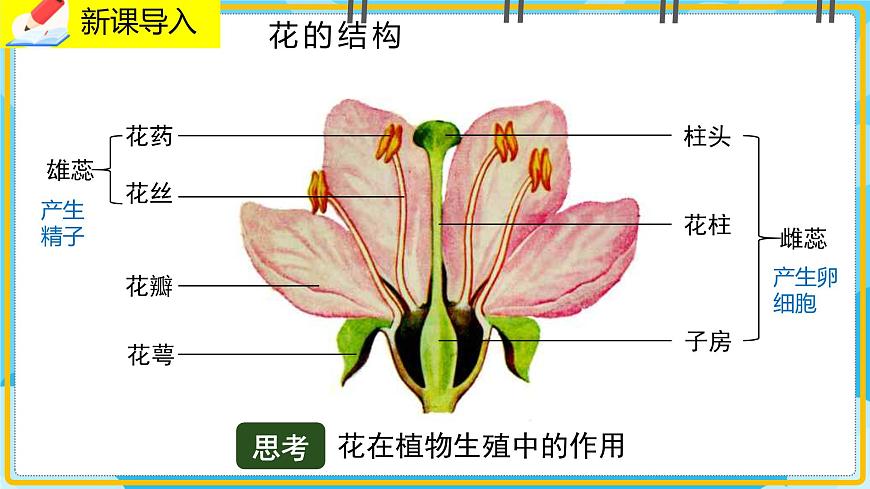 19.3《植物的生殖與發(fā)育》課件第3頁