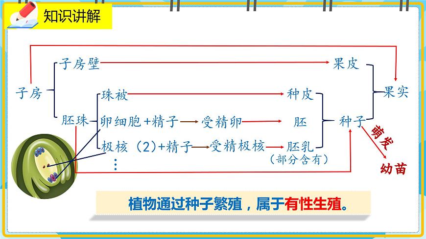19.3《植物的生殖與發(fā)育》課件第4頁