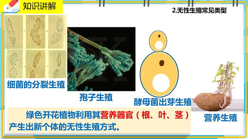 19.3《植物的生殖與發(fā)育》課件第7頁
