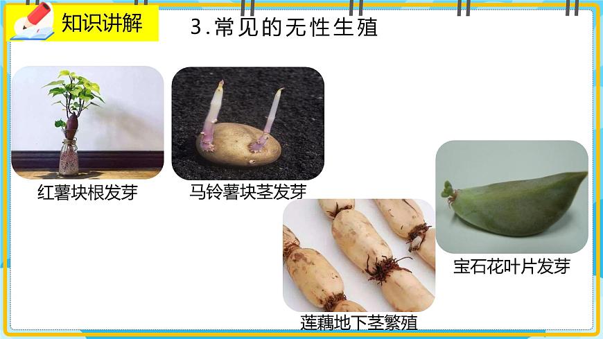 19.3《植物的生殖與發(fā)育》課件第8頁