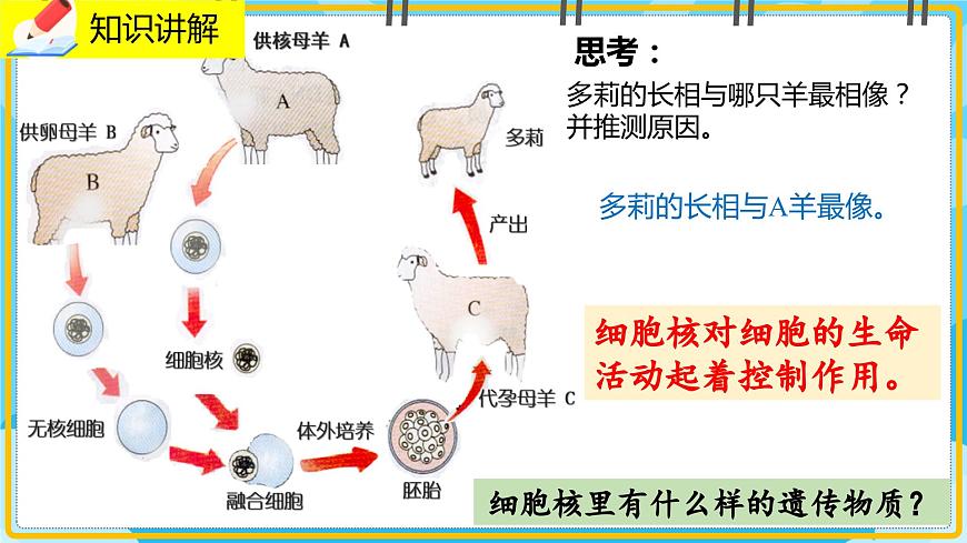 20.2《性狀遺傳的物質(zhì)基礎(chǔ)》課件第3頁