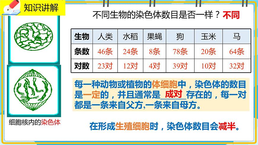20.2《性狀遺傳的物質(zhì)基礎(chǔ)》課件第4頁