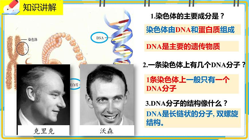 20.2《性狀遺傳的物質(zhì)基礎(chǔ)》課件第6頁