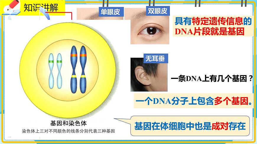 20.2《性狀遺傳的物質(zhì)基礎(chǔ)》課件第7頁