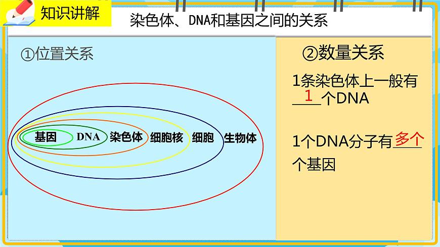 20.2《性狀遺傳的物質(zhì)基礎(chǔ)》課件第8頁