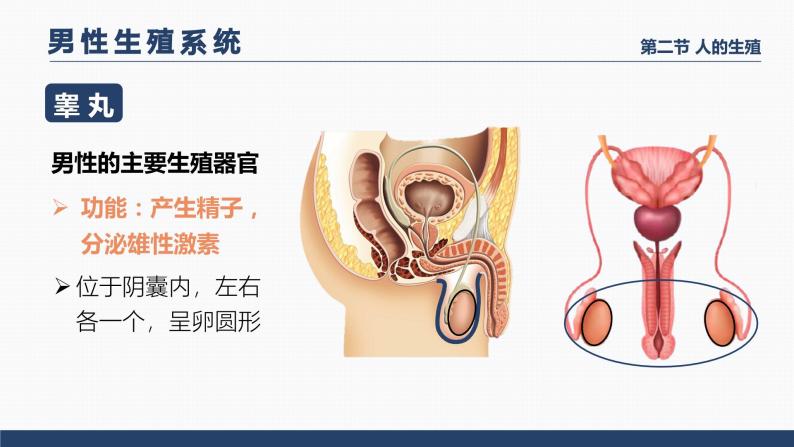 4.1.2《人的生殖》课件+素材07